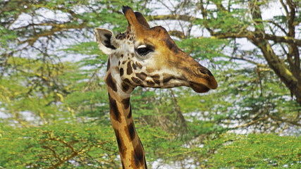 Giraffe close up. Giraffe in the African savannah in Kenya National Park.