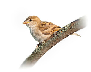 Sparrow is sitting on a branch close-up, isolated on a white background
