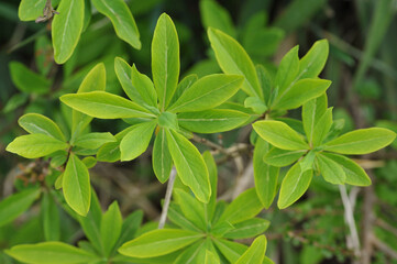 Fototapeta na wymiar Young leaves of the Daphne mezereum (February daphne, spurge laurel) 