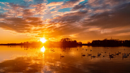 Beautiful sunset with swans, ducks and reflections near Plattling, Isar, Bavaria, Germany