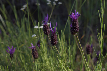 close up of lavender