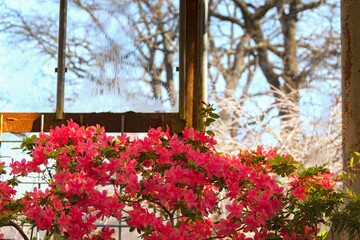 Flowering rhododendron in the spring in the botanical garden