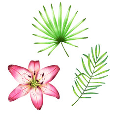 Tropical Flora and Leaves Watercolor Isolated Elements Set