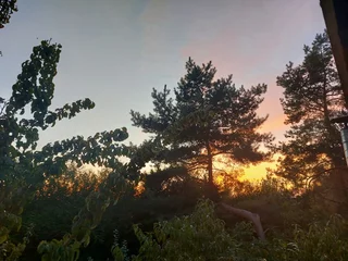 Tapeten Sonnenuntergang am Horizont. Die Dämmerung bedeckt die Natur. Der Himmel ist in Rosa-Tönen gehalten. Silhouetten verzweigter Bäume. Dunkelheit senkt sich. Die Natur versinkt in Schlaf. Schönes Bild. © GOL-Olivera