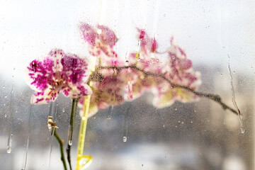 Flowering orchid behind glass