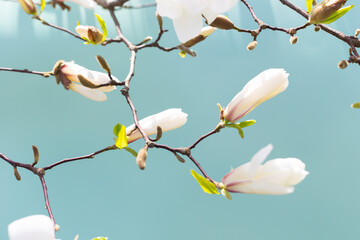 Fototapeta premium White magnolia on a blue background