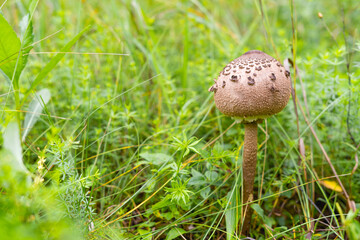 The parasol mushroom in autumn landscape. Macrolepiota procera. Selective focus. Copy space.