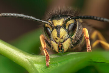 Closeup of a Bee on a Green Branch