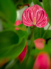 Closeup of a Red Flower