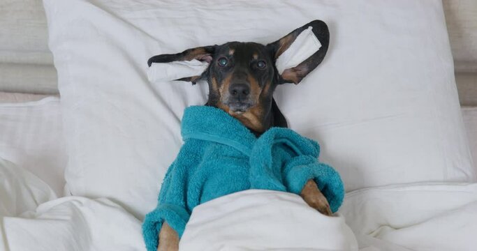 Dachshund dog with dressed in blue terry bathrobe rests on bed under warm blanket with masks put on ears closeup