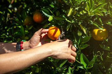 Close up of gardener hand picking an orange with scissor in the oranges field garden in the morning...