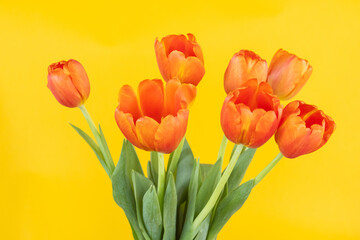 bouquet of orange blooming tulips on a yellow background