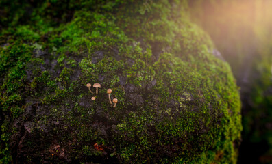 Closeup small mushroom growing on green moss in forest. Selective focus mushroom on beautiful green moss background. Green moss covered on a tree trunk. Nature wallpaper. Wet green moss in forest.