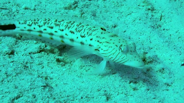 Speckled sandperch (Parapercis hexophtalma) stands on its pelvic fins on a sandy bottom, turning its eyes to examine the surroundings, side view, close-up.