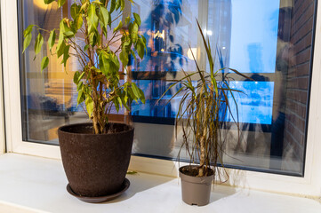 Domestic plants left without water. dying plants with falling leaves