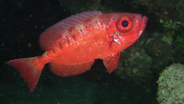 Bright red Moontail bullseye (Priacanthus hamrur) on a dark background of a coral cave, close-up.