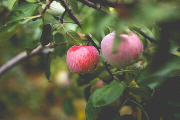 Beautiful view of the apple tree in the morning after the rain. Raindrops on an apple.
