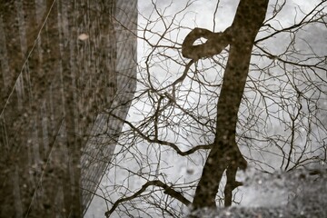 puddle
reflection
tree