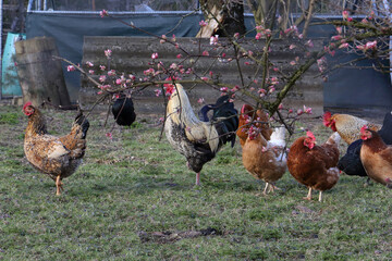 Free range poultry in spring with flowering cherry in a background. Ethical husbandry.