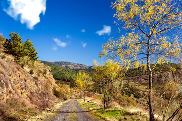 Road, trees and pines in fall time. North Mountains. Madrid. Spain. Europe.