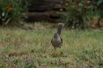 Calandria from the front walking through the grass