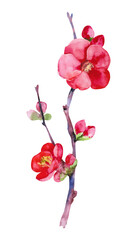 Naklejka na ściany i meble Chaenomeles japonica. Quince watercolor illustration. Hand drawing quince brances and flowers