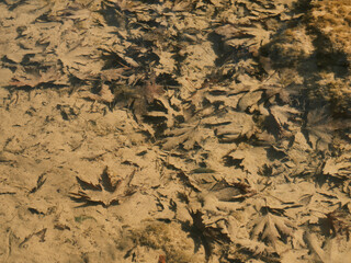 fallen tree leaves in water