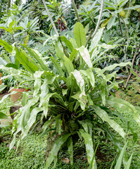 Tropical plant with wide, green, and long leaves. Vibrant green foliage of a lush tropical plant. Tropical plant with large, verdant leaves in the garden