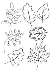 Set of leaves. Hand drawn sketch illustration of maple, oak, aspen, birch tree leaves.
