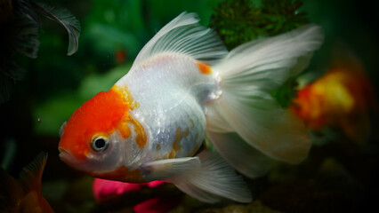 goldfish swimming in the aquarium with clear water, looks very beautiful