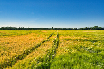 Fototapeta na wymiar Beautiful agriculture field and blue sky in summertime in brandenburg