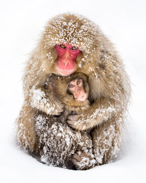 Japanese macaque also known as snow monkey at the Jigokudani Monkey Park, Nagano, Japan	