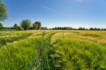 Fototapeta na wymiar Beautiful agriculture field and blue sky in summertime in brandenburg