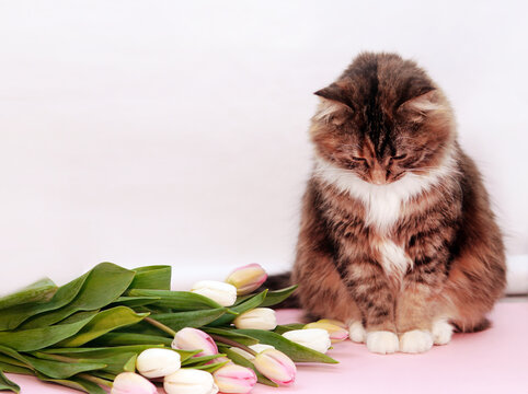 Sad cat looks down. Sorry. Apologize