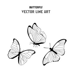 Butterfly vector line art or vector drawing