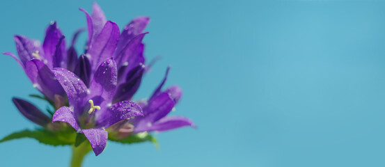 Naklejka na ściany i meble Background banner with copy space with a bouquet of purple bluebells against a blue sky with selective focus
