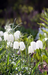 Obraz premium Fritillaria meleagris white flowers in spring garden.