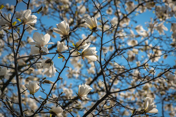 Nice magnolia tree flowers at spring sunny day, nature awakening