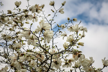 Nice magnolia tree flowers at spring sunny day, nature awakening