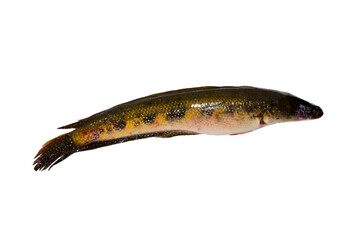 Snakehead fish isolated on white background.