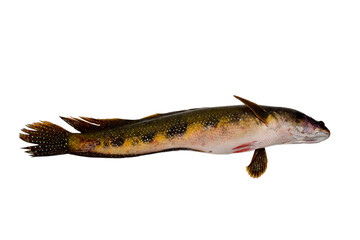 Snakehead fish isolated on white background.