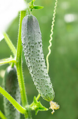 green cucumber on a branch close-up