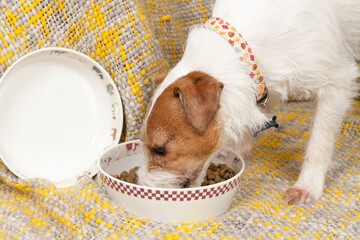 Dog & Food Bowl