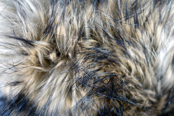Animal fur close up.