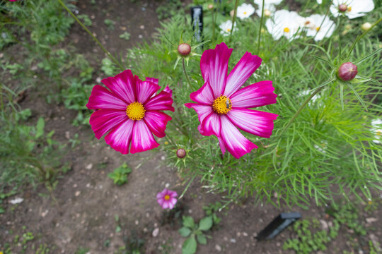 Dahlia