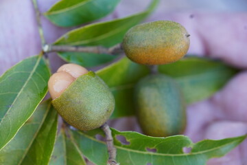 Pitomba (Talisia esculenta), healthy fruit of Amazon rainforest. Diameter about 20 mm, here partially half-opened to show the sweet covering of the seeds. Fruit growing wild in Pará State, Brazil.
