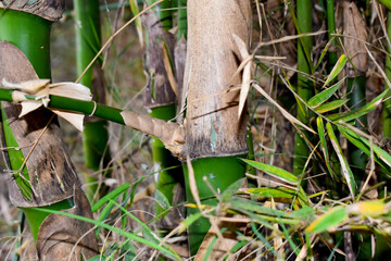 Young bamboo sprouts at agriculture bamboo farm.
