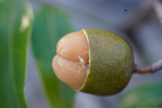 Pitomba (Talisia esculenta), healthy fruit of Amazon rainforest. Diameter about 20 mm, here partially half-opened to show the sweet covering of the seeds. Fruit growing wild in Par&aacute; State, Brazil.