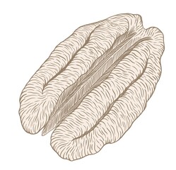 Simple hatched illustration of pecan kernels isolated