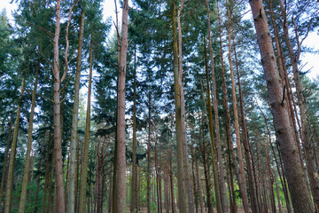 Obraz premium Looking in to a tall pine tree forest